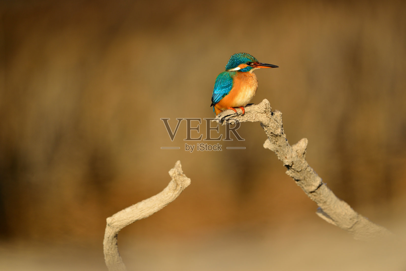 普通的翠鸟-阿尔塞多坐在树枝上照片摄影图片