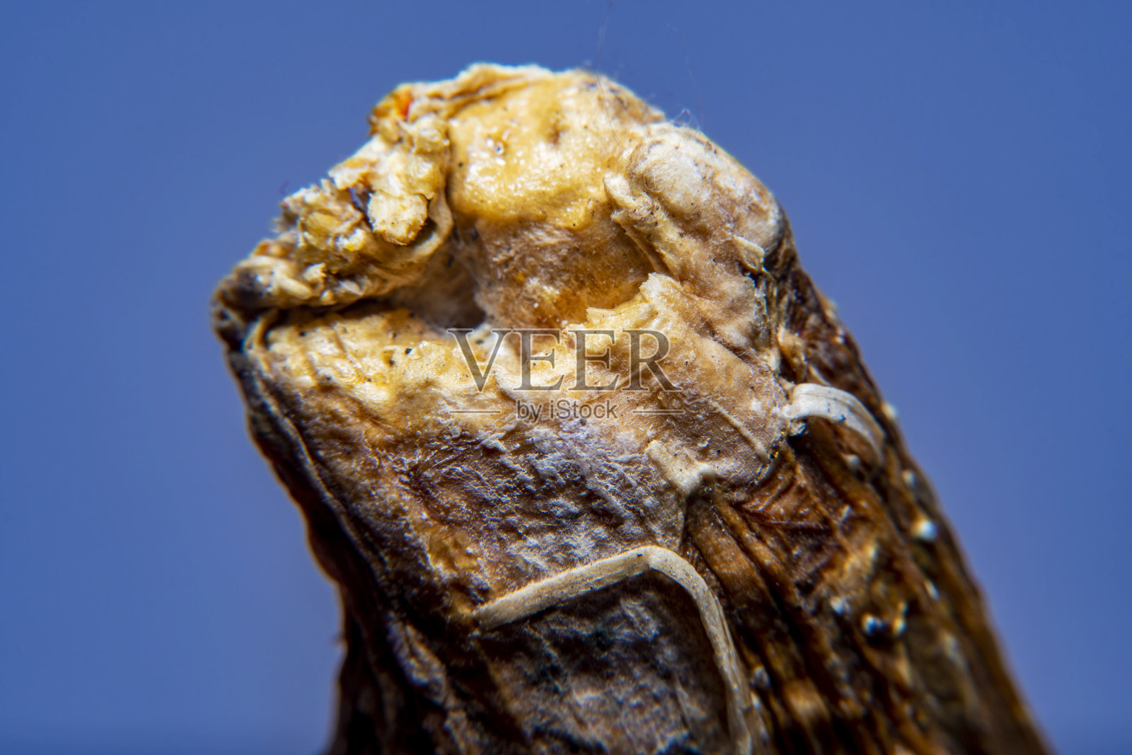 南瓜茎干尖照片摄影图片