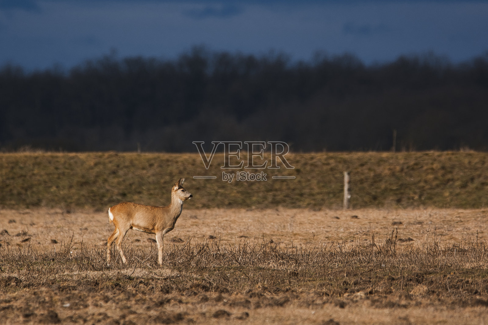 狍-草原上的牧鹿照片摄影图片