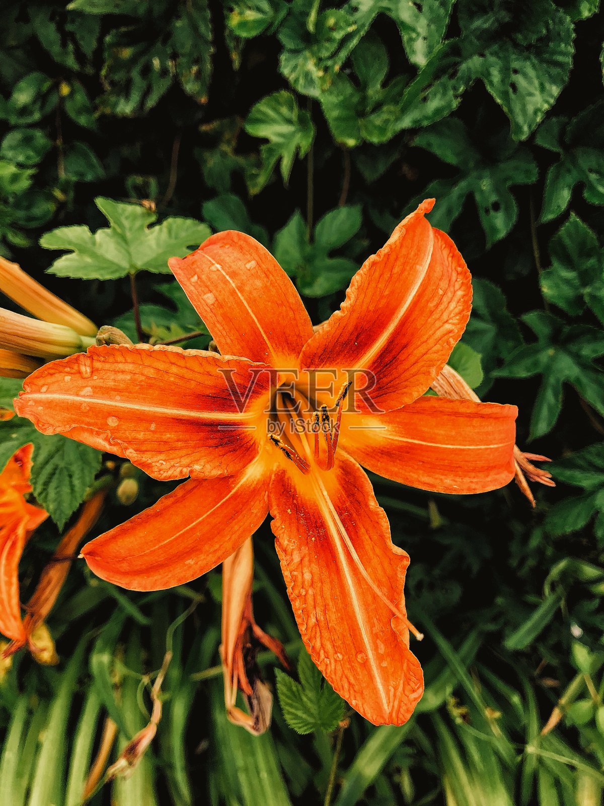 花照片摄影图片