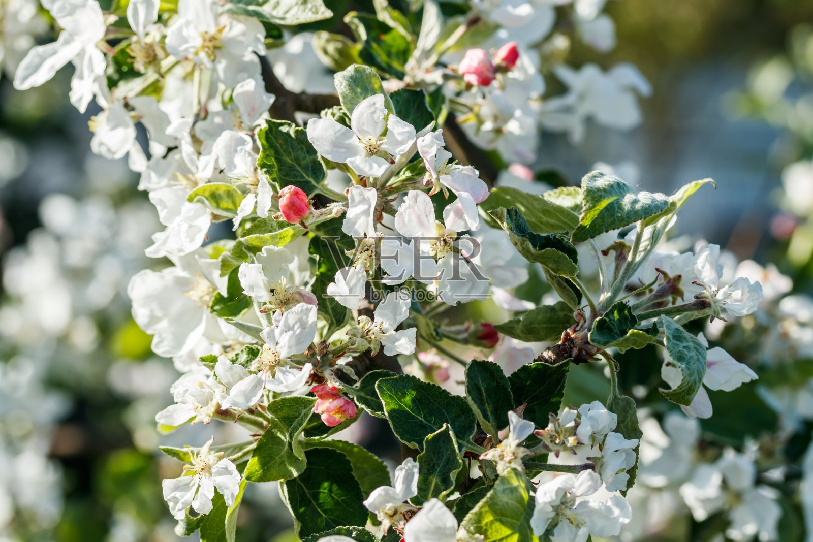 春天苹果花在花园里开照片摄影图片