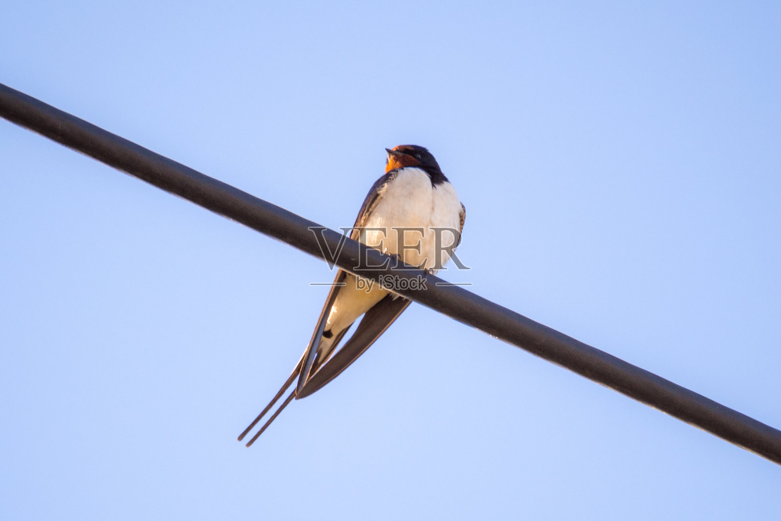 燕子坐在电线上照片摄影图片