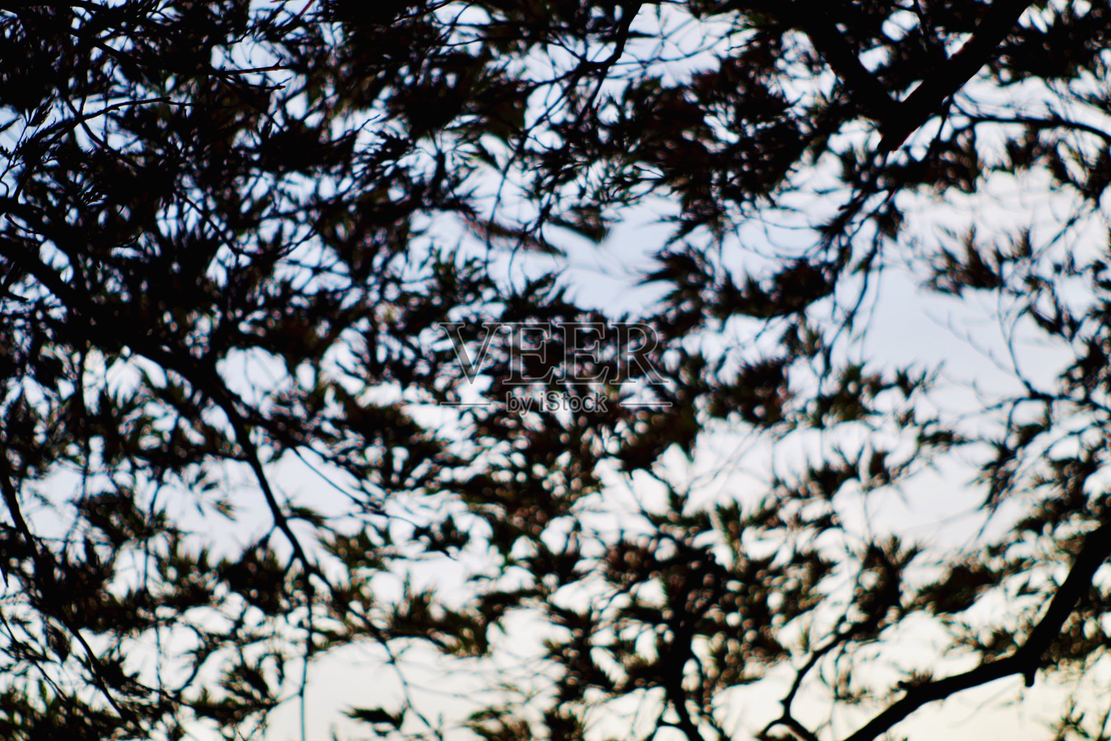 透过日本枫树的叶子看照片摄影图片