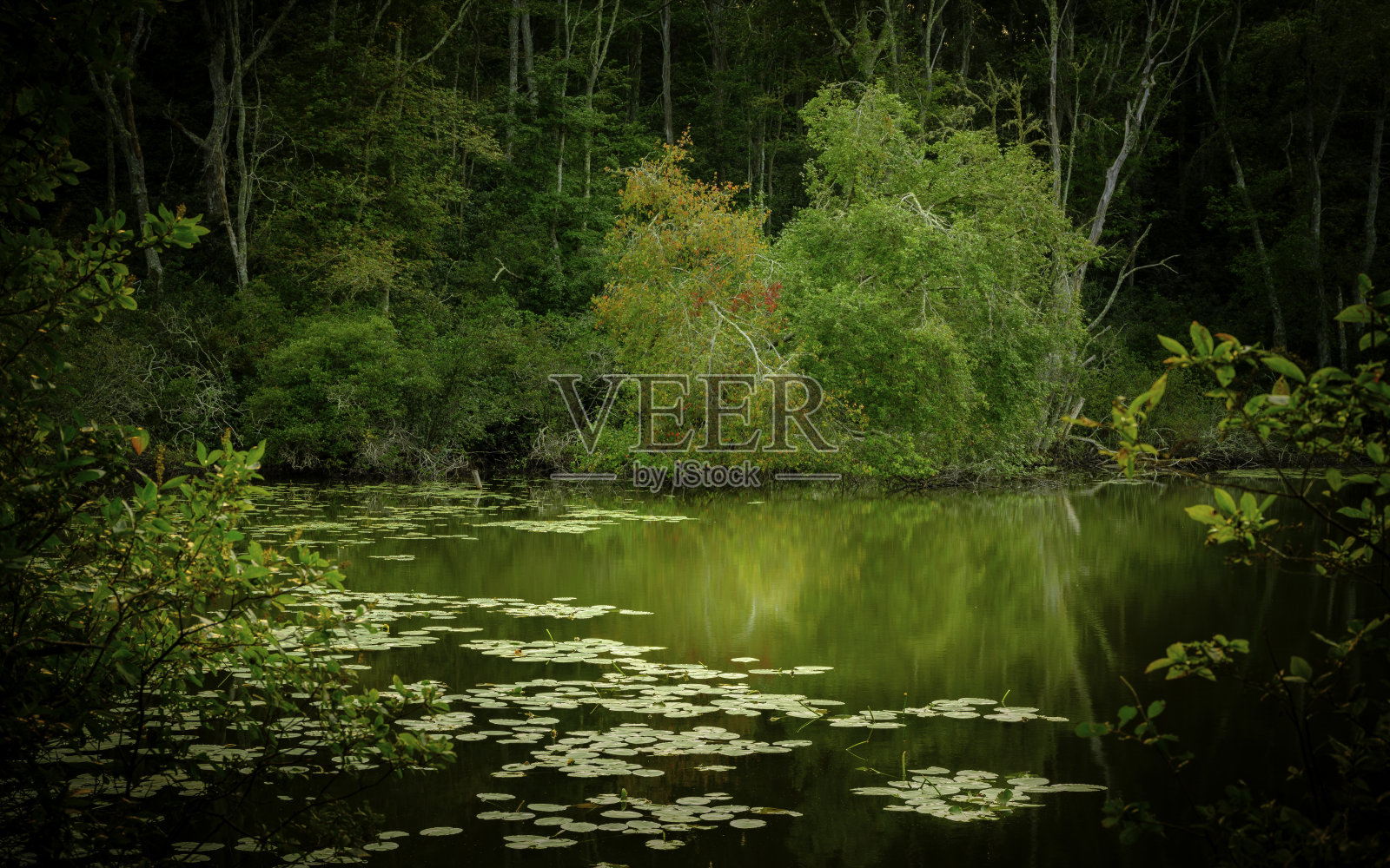 宁静的绿色池塘，五颜六色的树木，荷花和倒影在初秋的绿色水面上照片摄影图片
