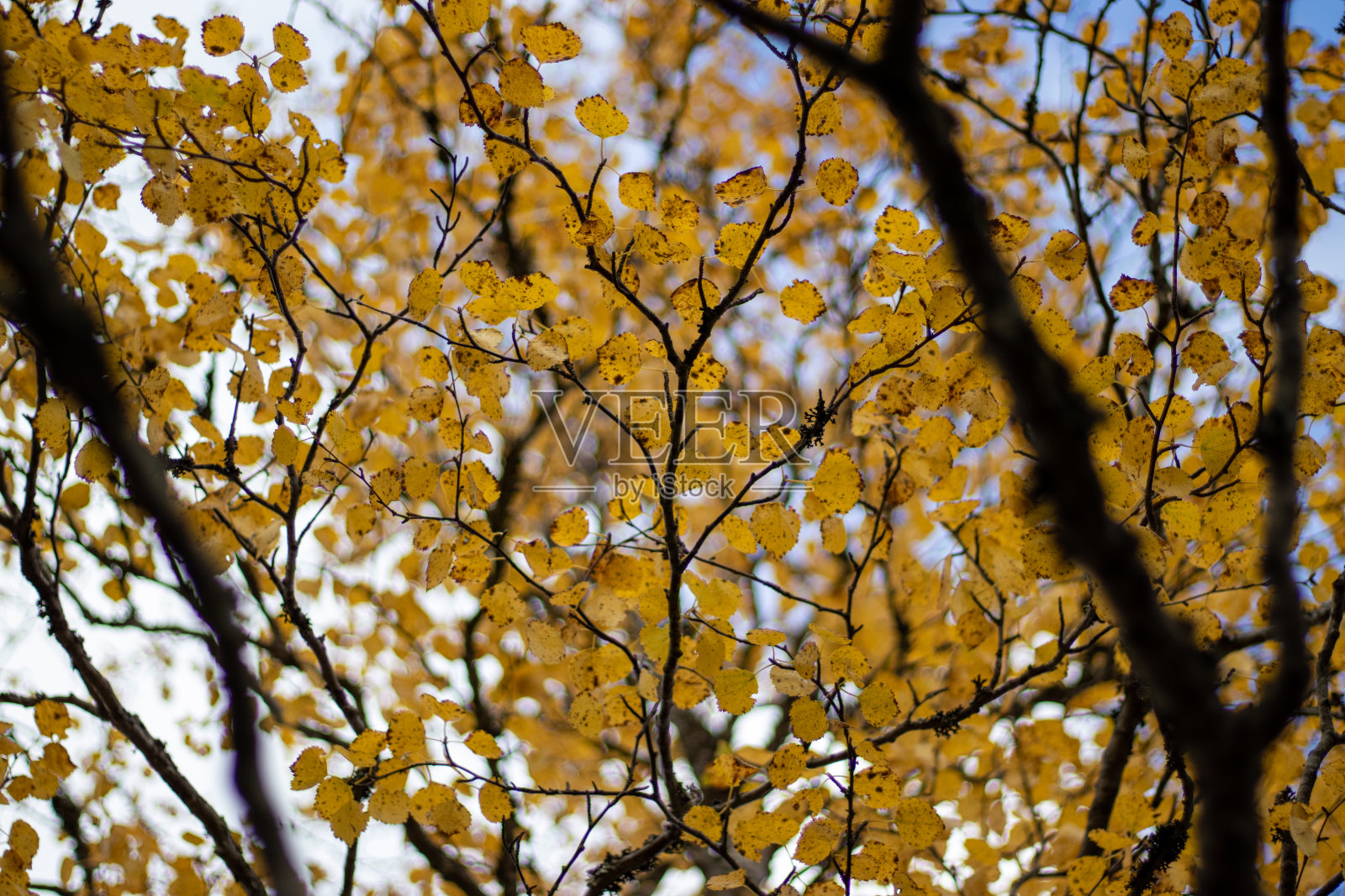 秋天的树叶照片摄影图片