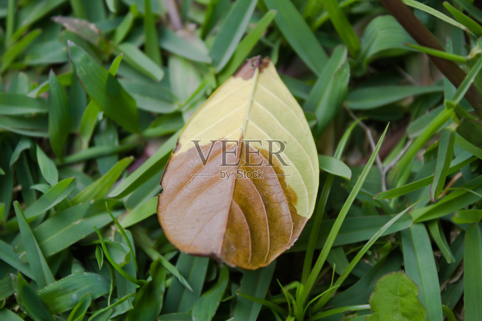 花园里枯黄的落叶照片摄影图片