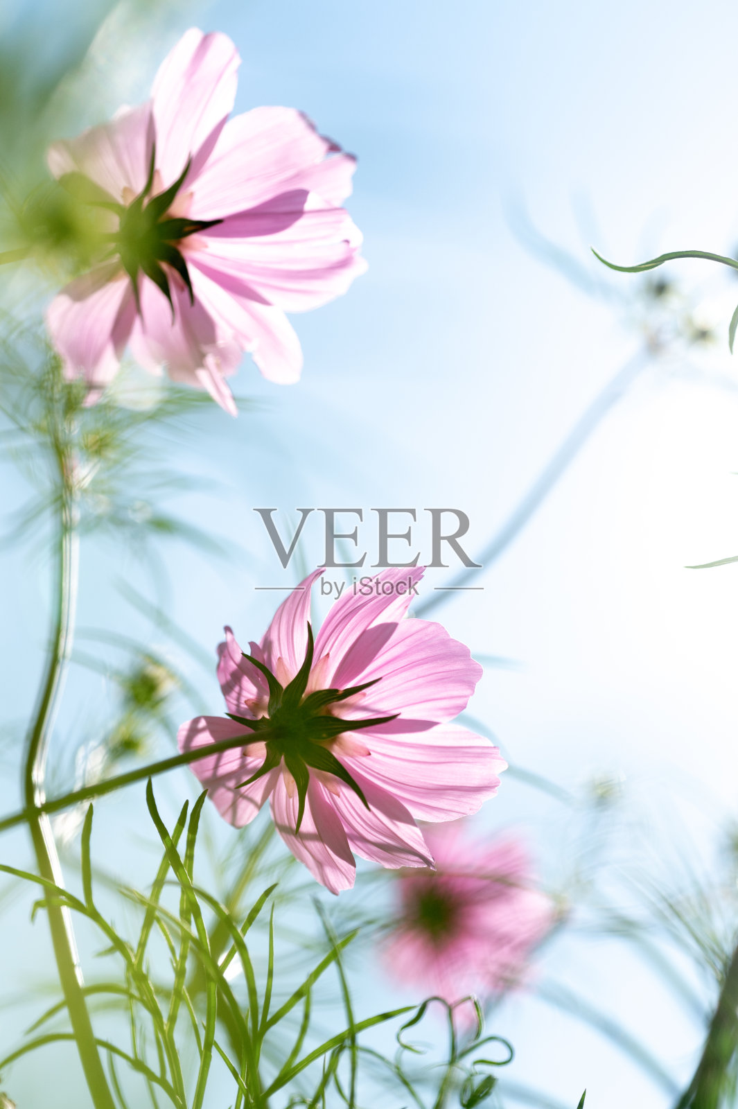 场的花照片摄影图片