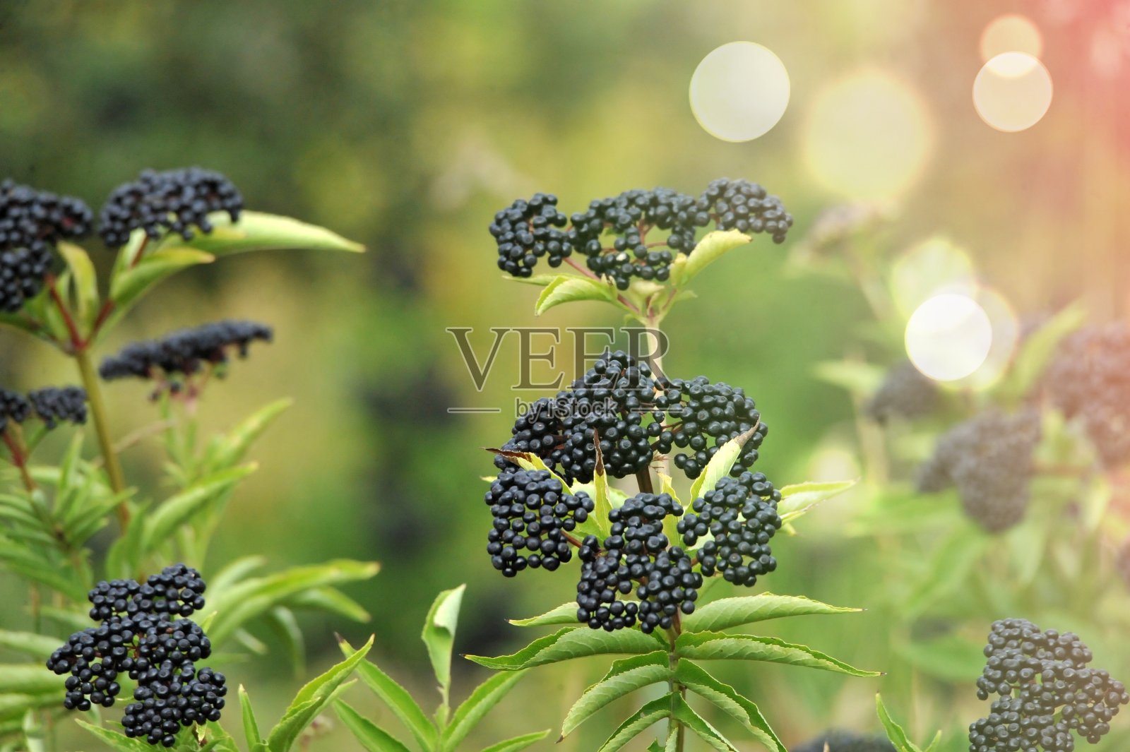 森林黑接骨木，灌木浆果照片摄影图片