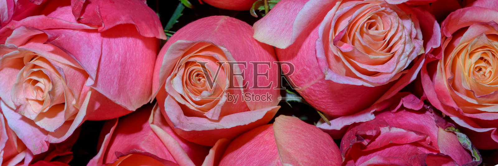 美丽的花的背景。关闭了。全景。照片摄影图片