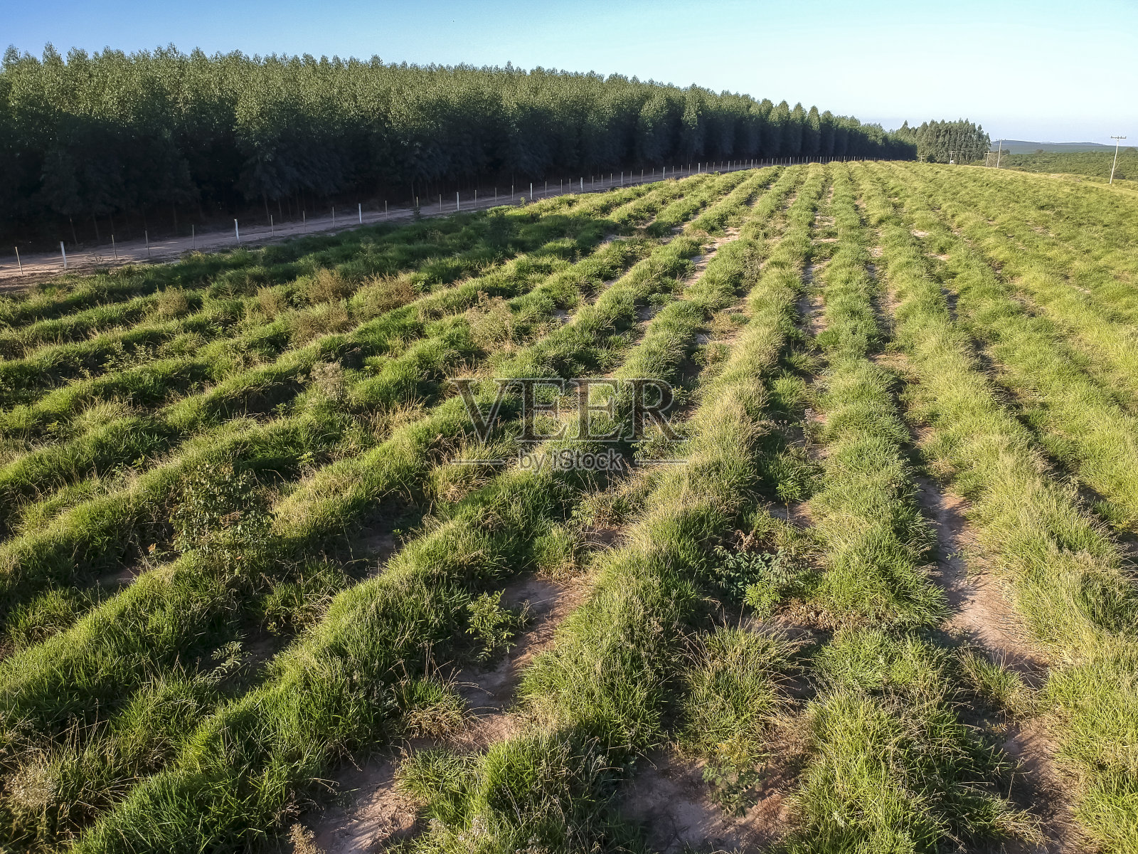 无人机拍摄的巴西桉树种植幼苗的田野鸟瞰图照片摄影图片