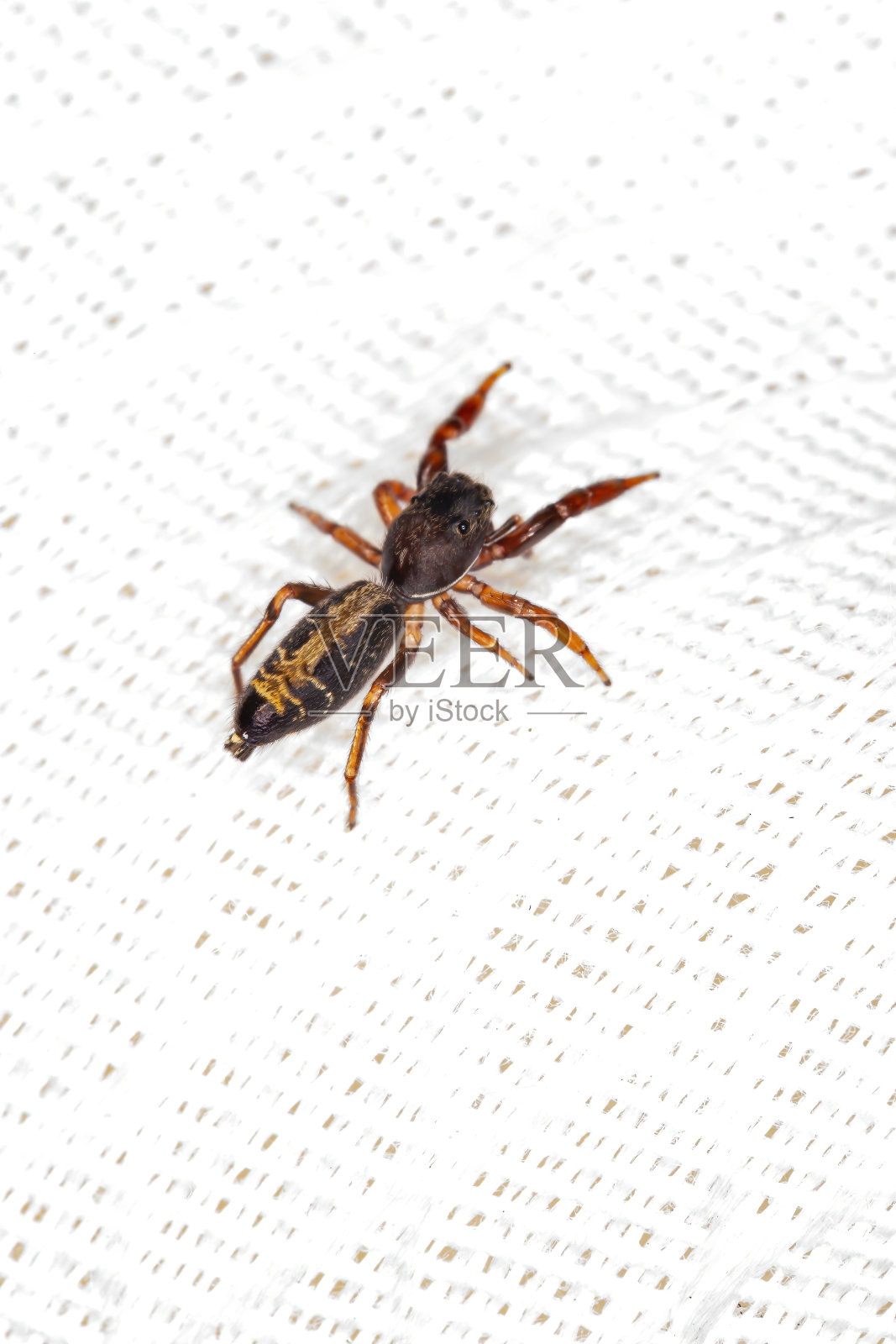 巴西的跳蛛照片摄影图片