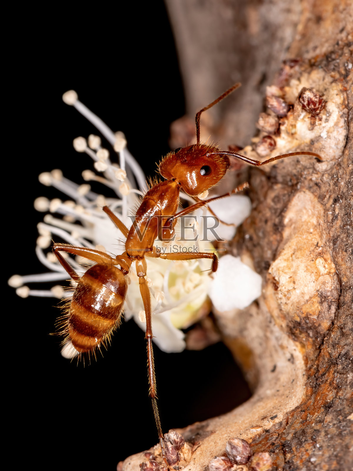 弓背鱼属的照片摄影图片