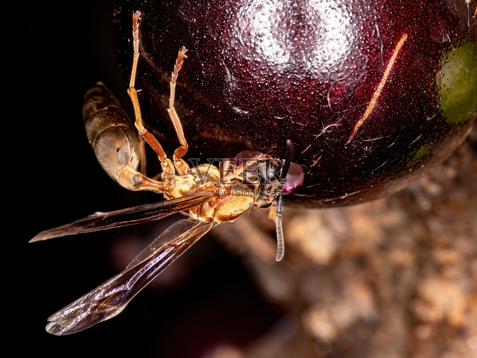 胡蜂照片摄影图片