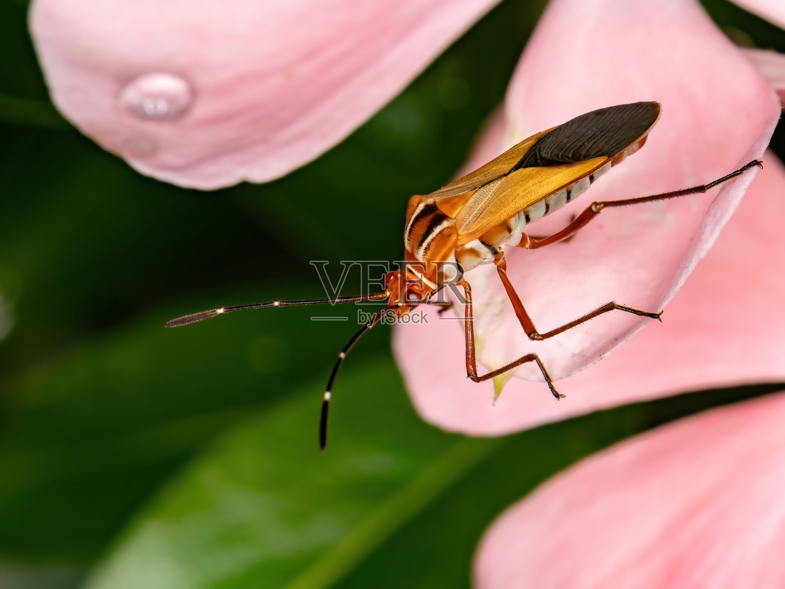叶有足的错误照片摄影图片