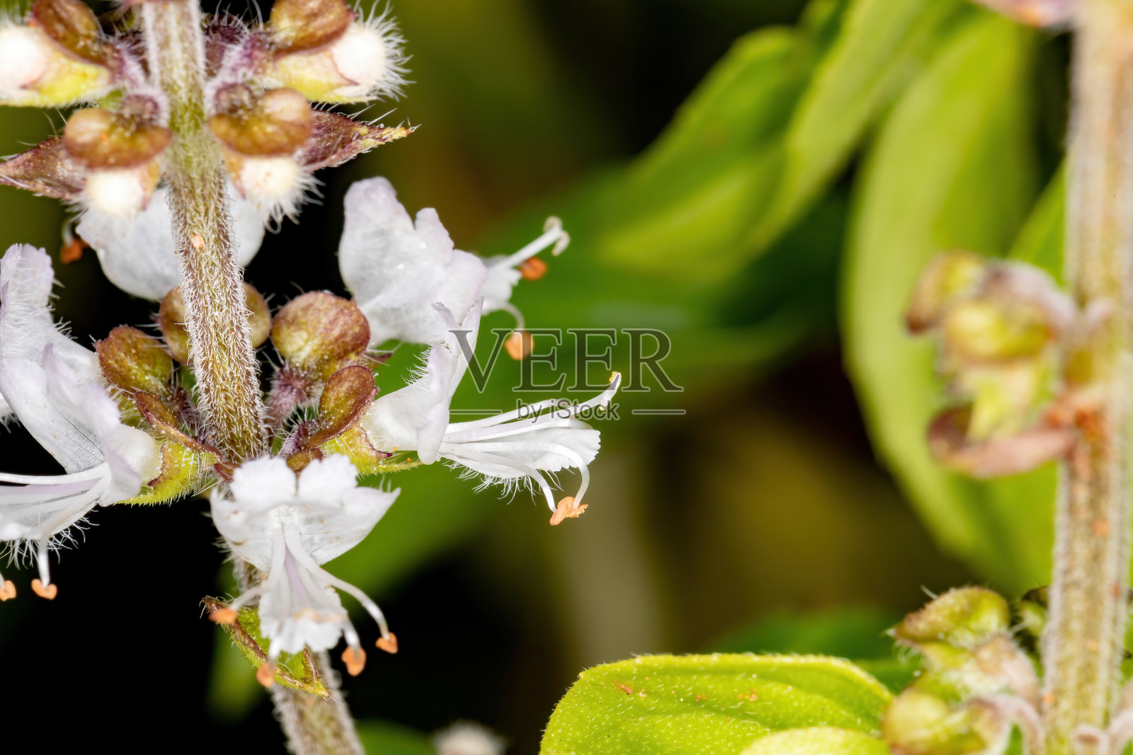 甜罗勒花照片摄影图片