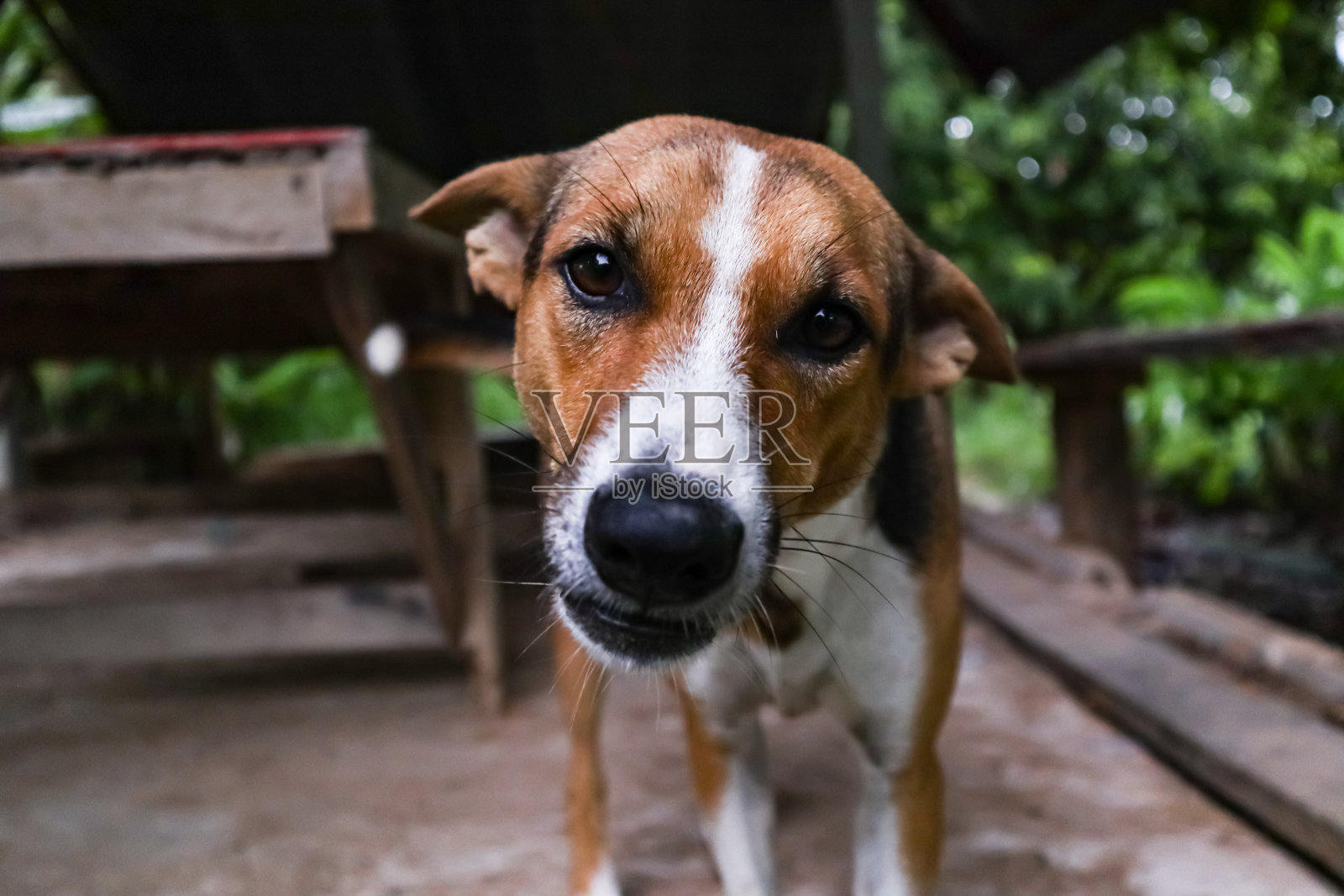 姿势不同的泰国狗白棕色和黑色。照片摄影图片