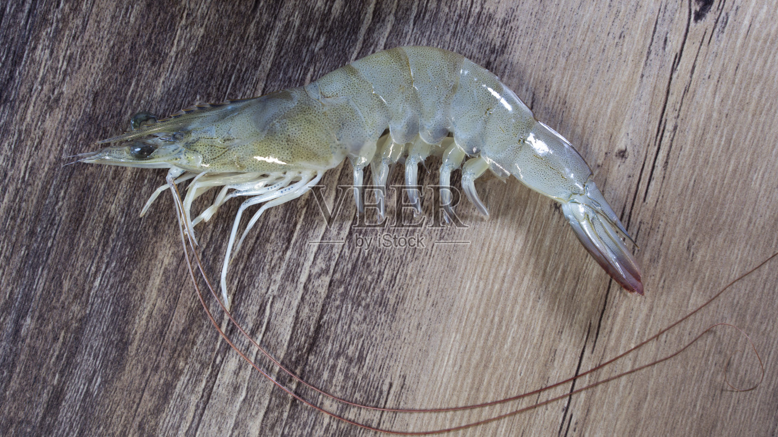 太平洋白虾照片摄影图片