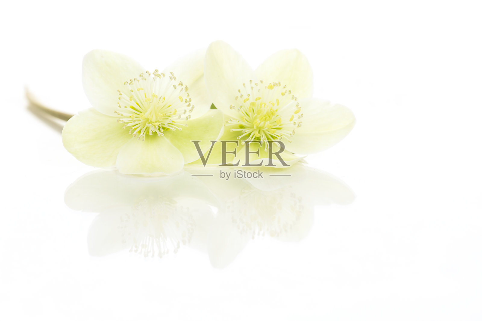 两朵盛开的圣诞玫瑰倒影在白色的背景上，孤立地躺着照片摄影图片