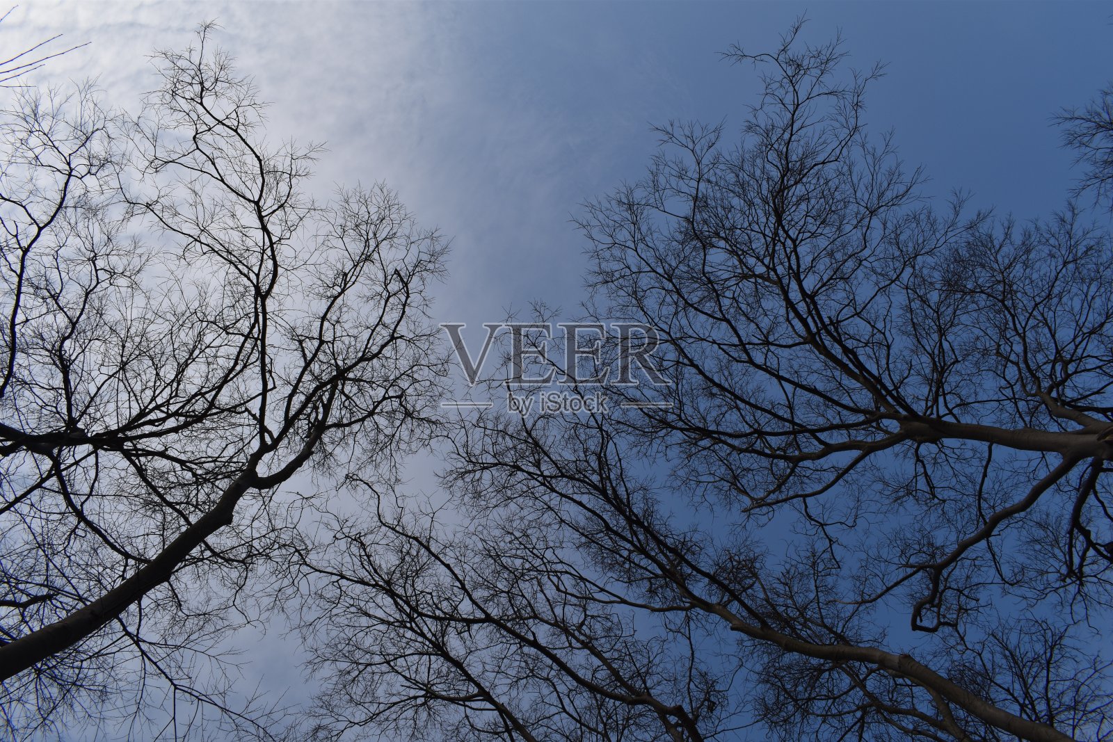 树枝和天空照片摄影图片