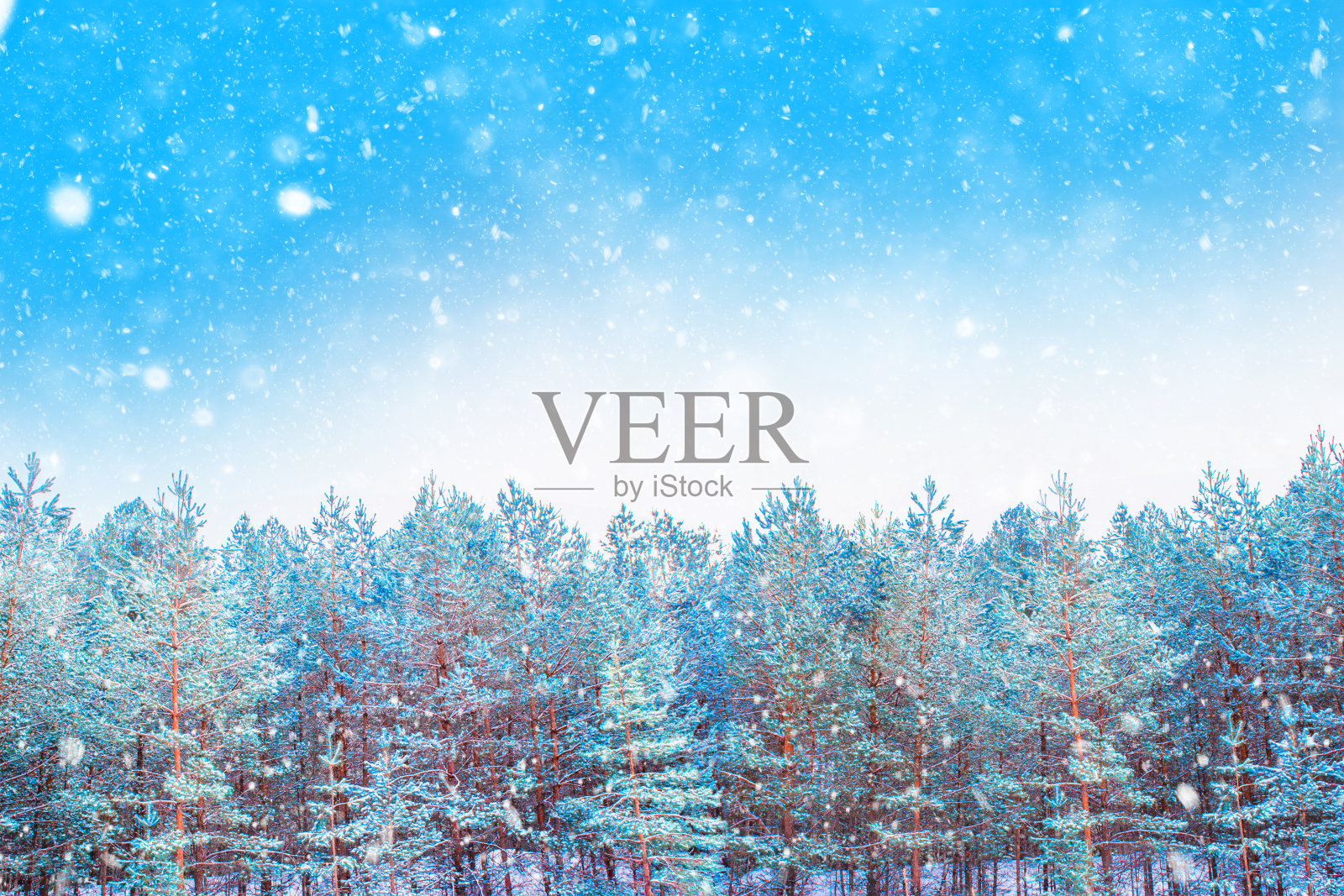 冰雪覆盖的树木。户外照片摄影图片