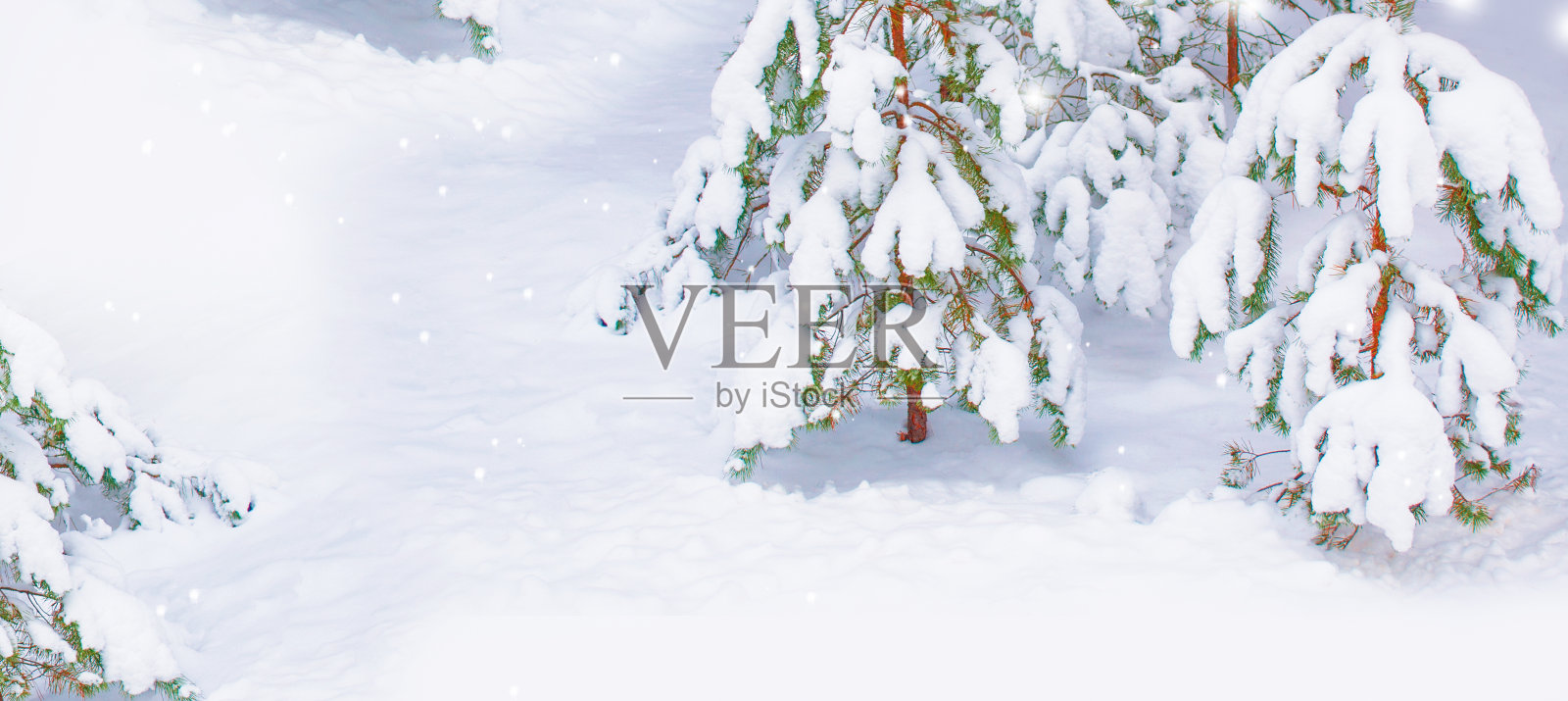 冰雪覆盖的树木。户外照片摄影图片