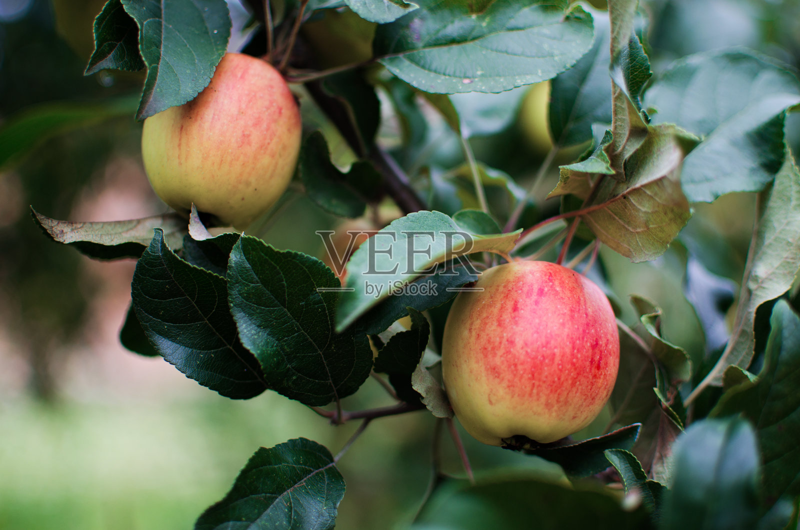 在炎热的夏天，漂亮多汁的苹果可以做果汁照片摄影图片