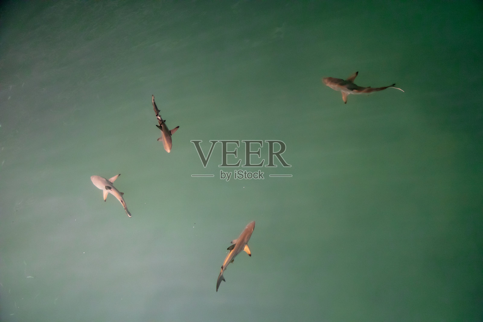 加拉帕戈斯群岛的黑尖礁鲨宝宝照片摄影图片