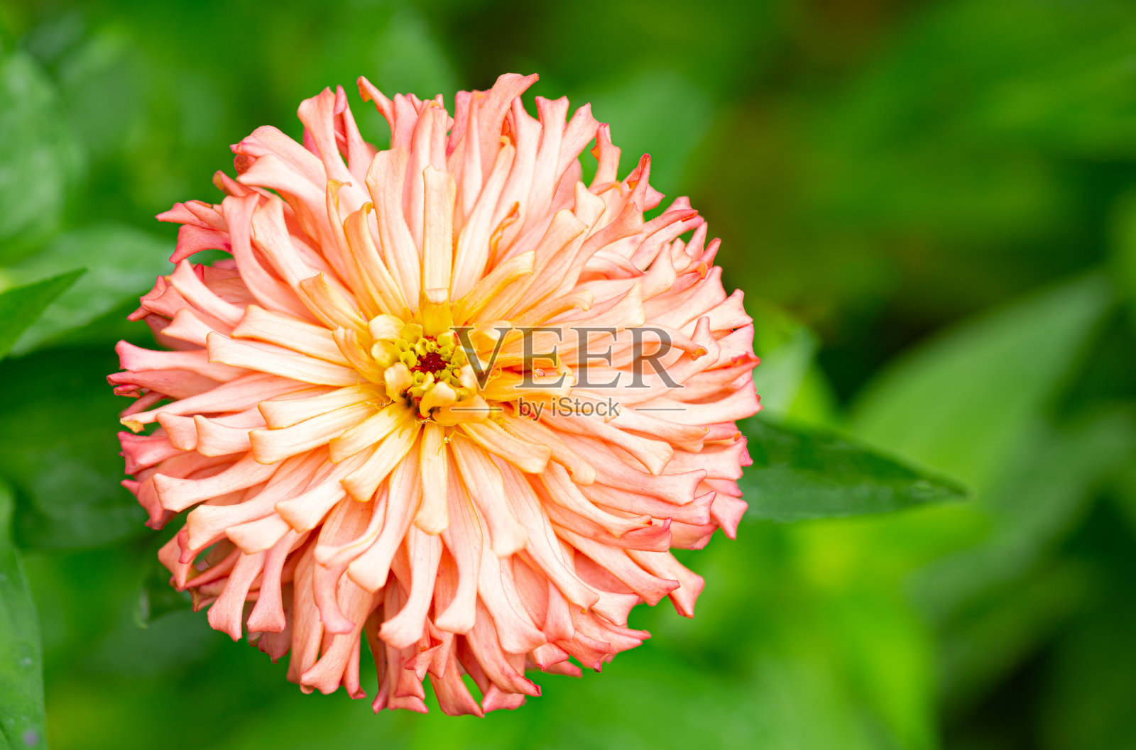 家庭花园中粉红色的传家宝百日菊的特写照片摄影图片