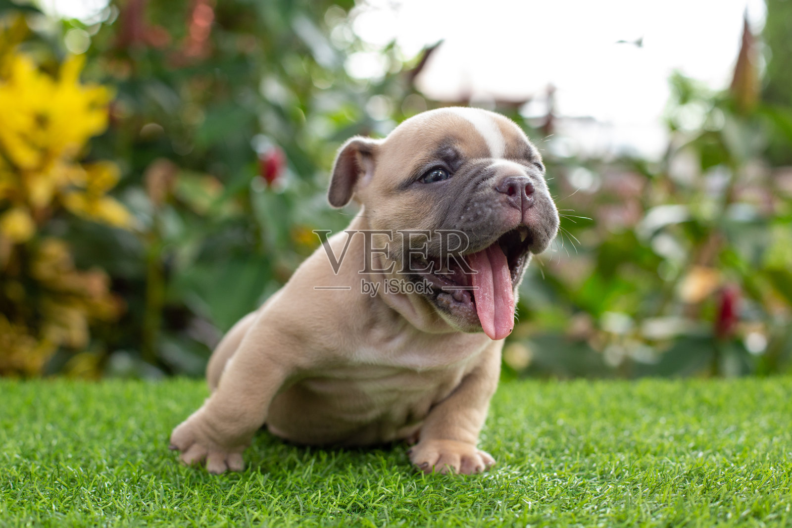 一只小狗在公园的空地上。这是笑。照片摄影图片