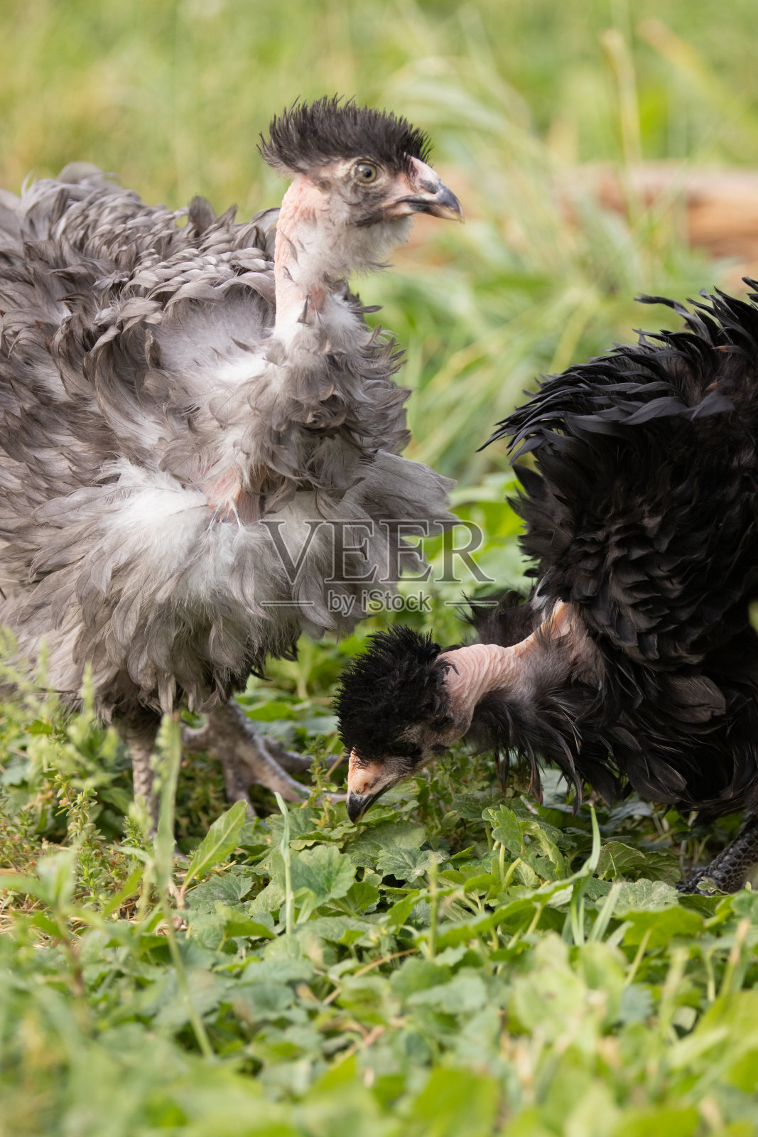 哥特鸡照片摄影图片