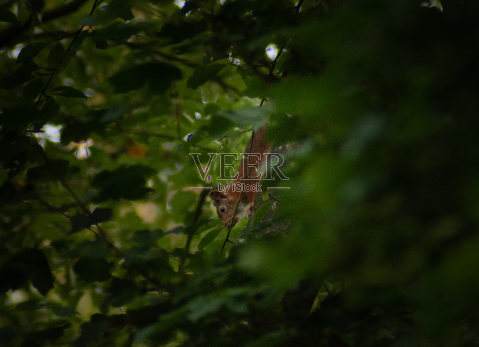 红松鼠在一棵茂盛的树的树枝上照片摄影图片