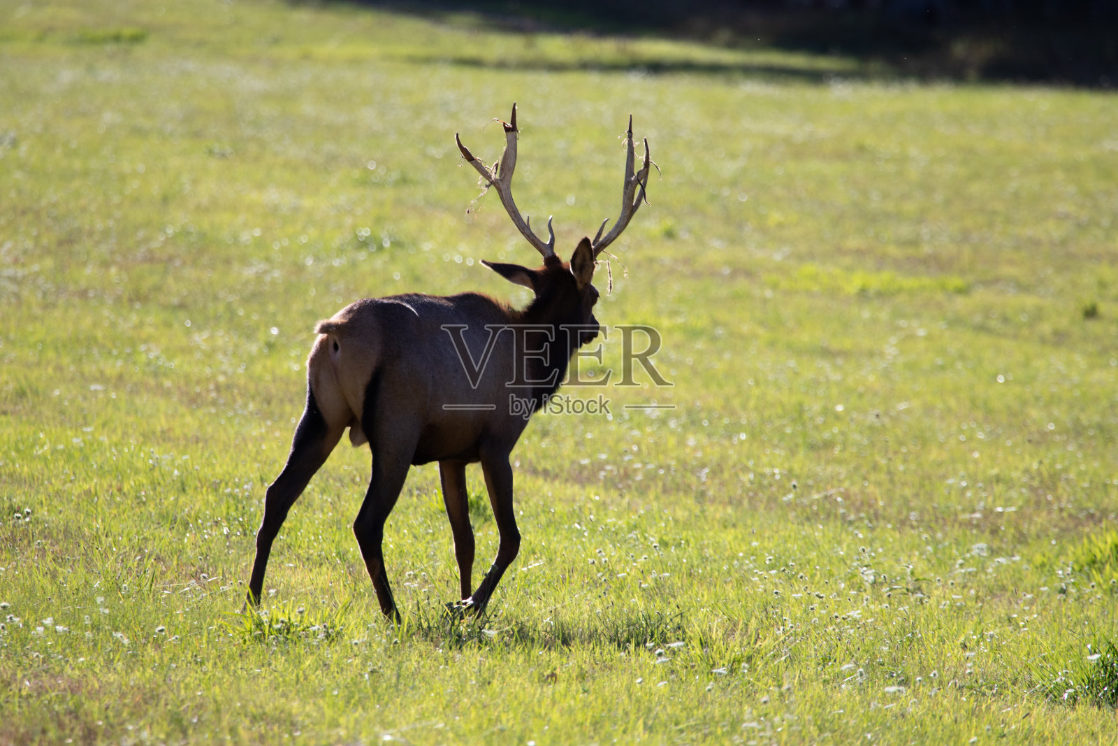 年轻的公麋鹿照片摄影图片