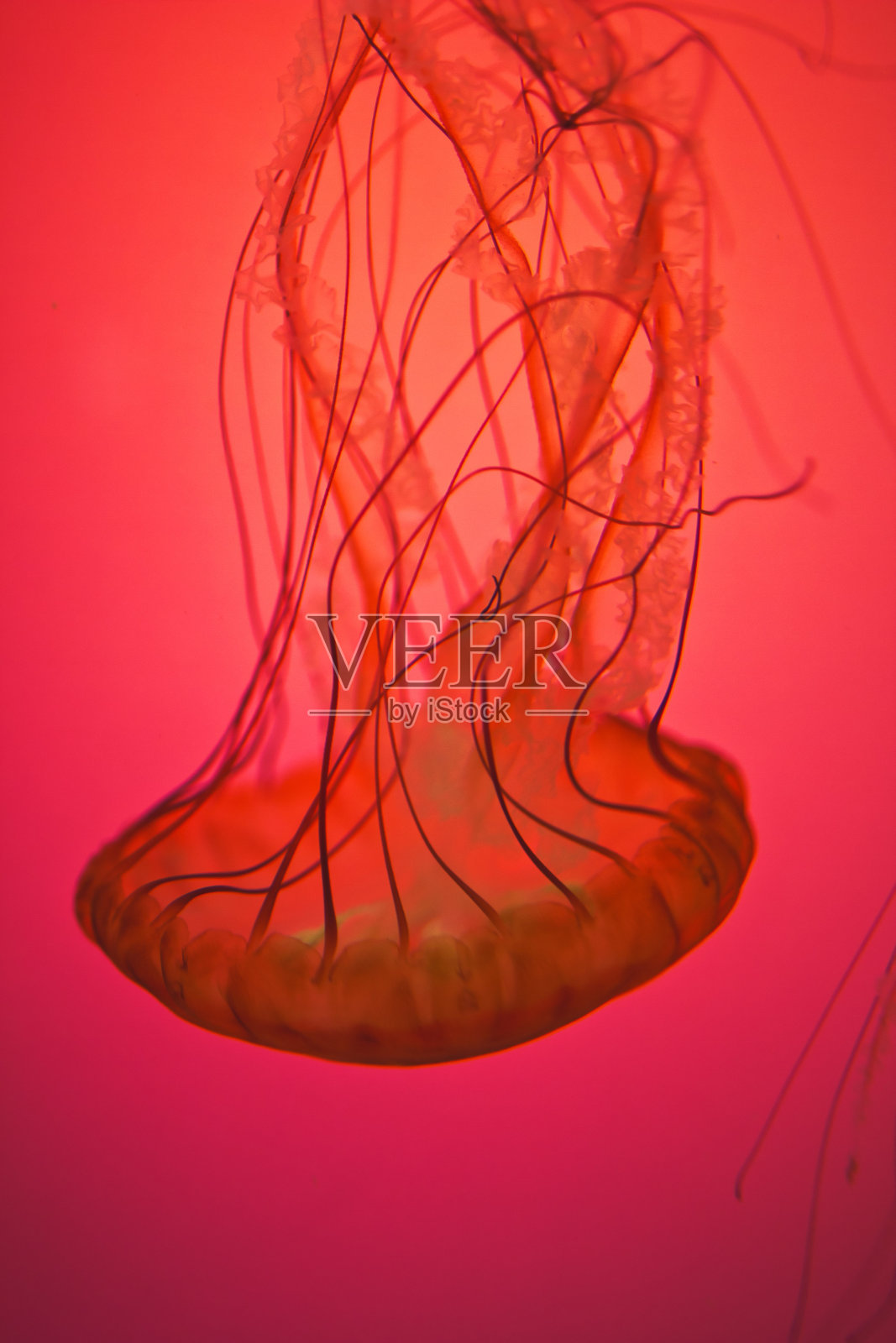 近距离观看水母水下水族馆照片摄影图片