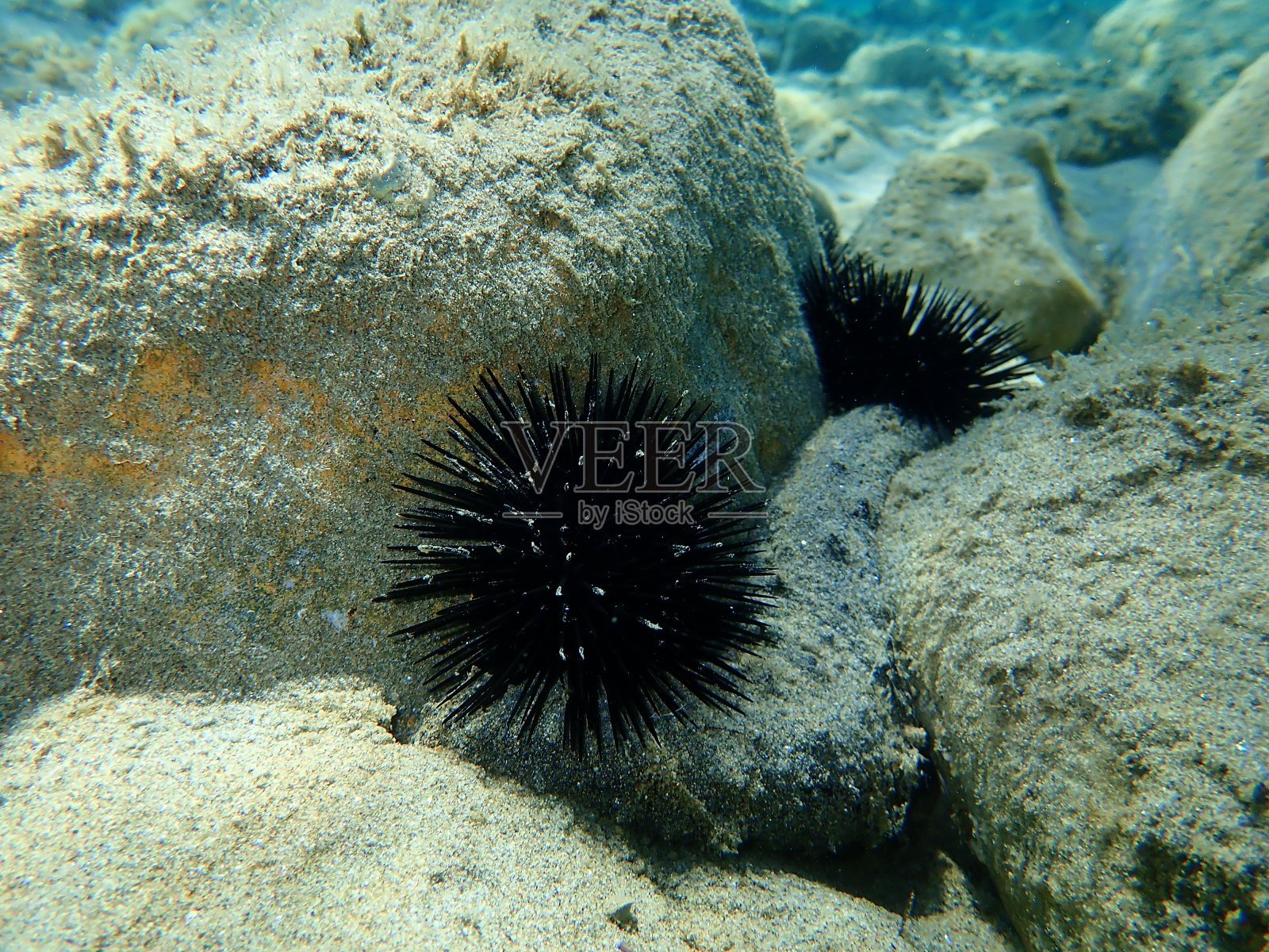 希腊，爱琴海，海下黑色海胆照片摄影图片