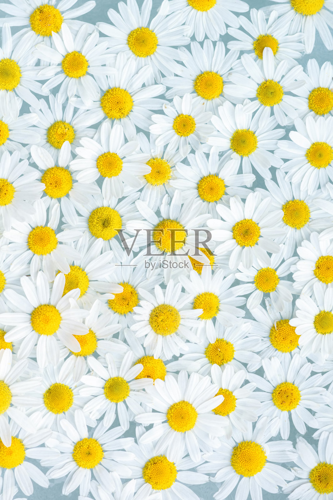 背景的白色洋甘菊花特写照片摄影图片