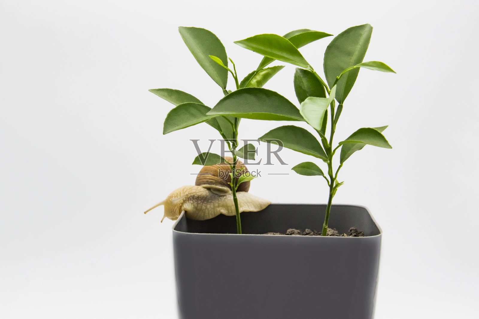 两个柠檬生长在一个孤立的白色背景的花盆里。葡萄蜗牛在花盆上移动。照片摄影图片