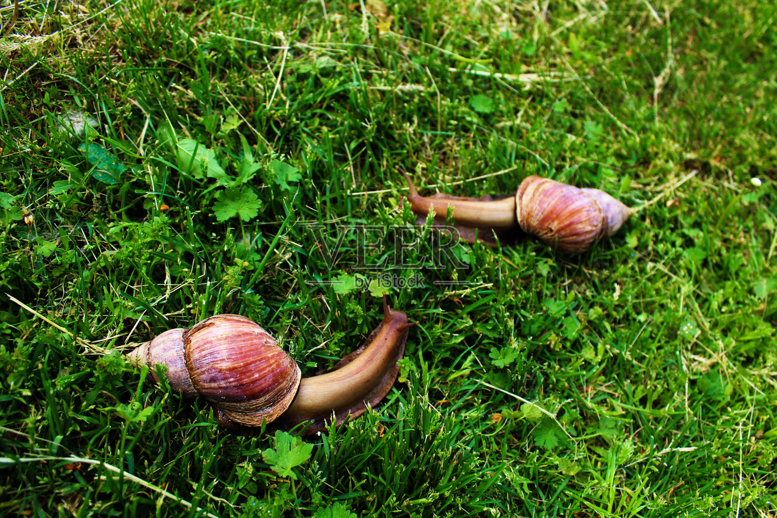 非洲蜗牛Achatina吃黄瓜和草照片摄影图片