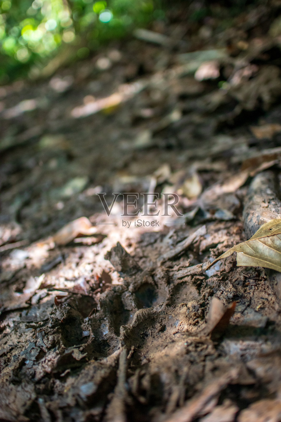 美洲虎在泥里的足迹，帕卡亚萨米利亚秘鲁亚马逊照片摄影图片
