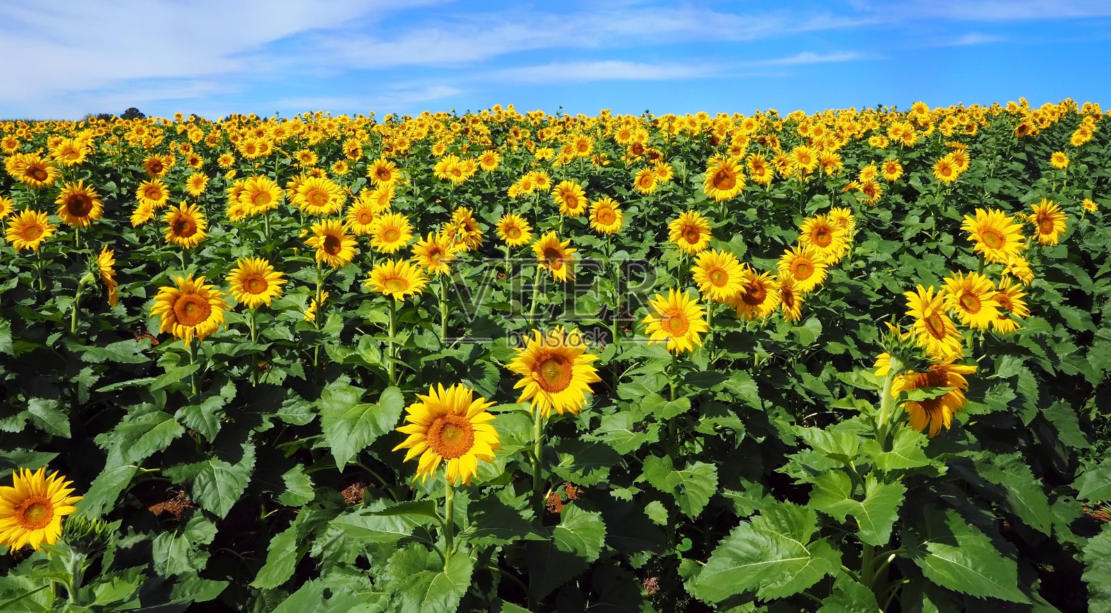 向日葵照片摄影图片