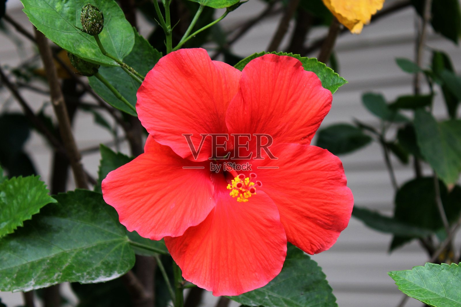 一朵鲜红的芙蓉花开了照片摄影图片