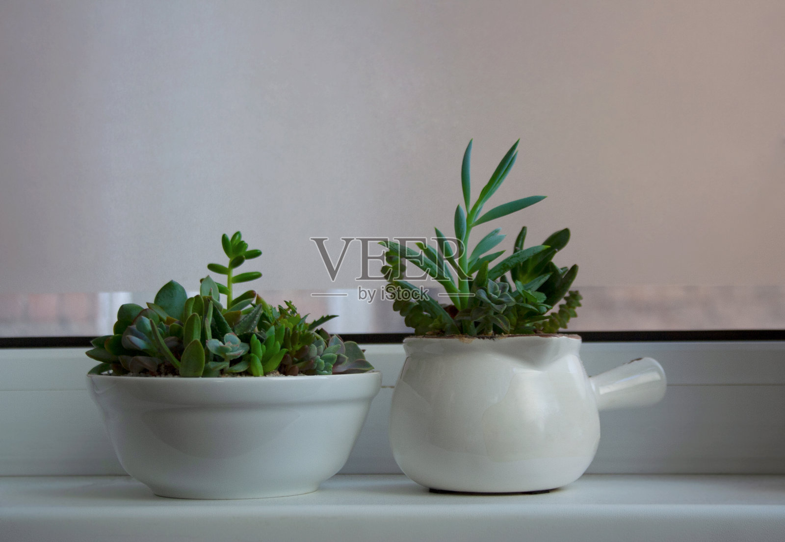 两个有多肉成分的水族箱照片摄影图片