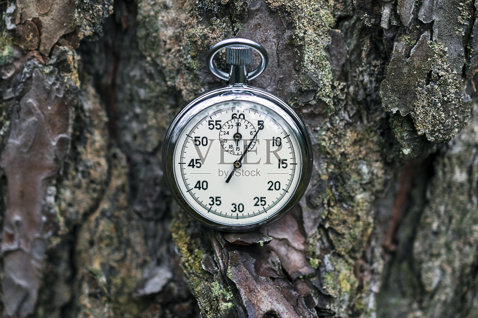 老松树皮上的秒表。照片摄影图片