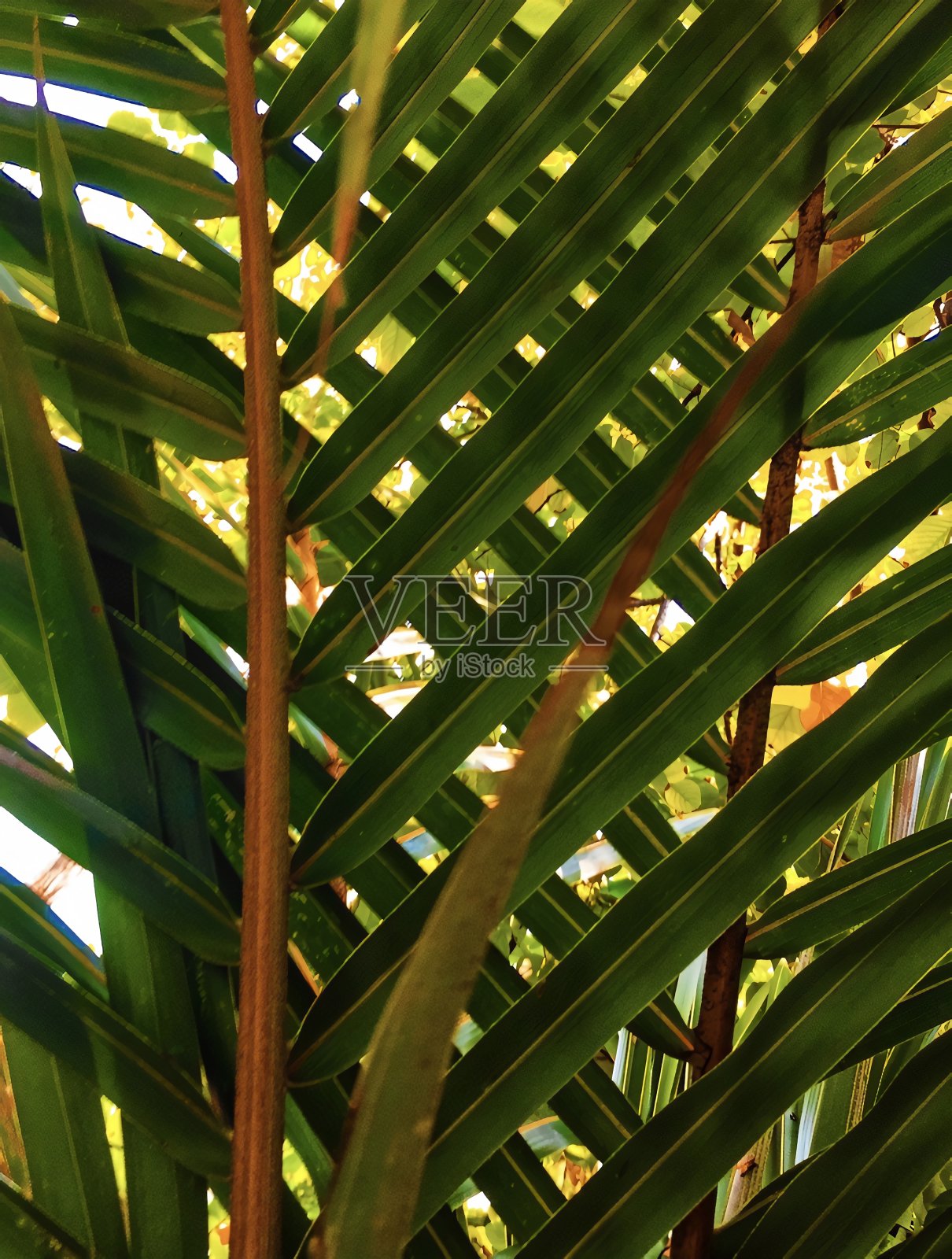 多叶的设计照片摄影图片