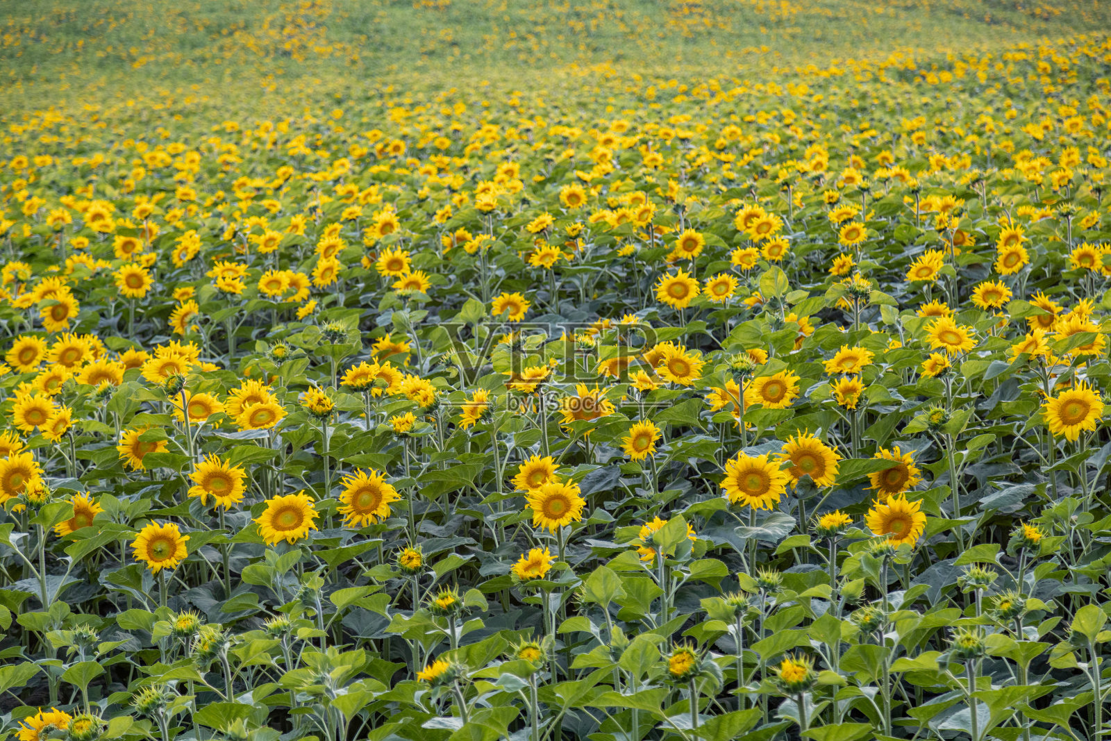 夕阳下的向日葵田。农村农业景观的夕阳在地平线上与太阳光束在向日葵农田照片摄影图片