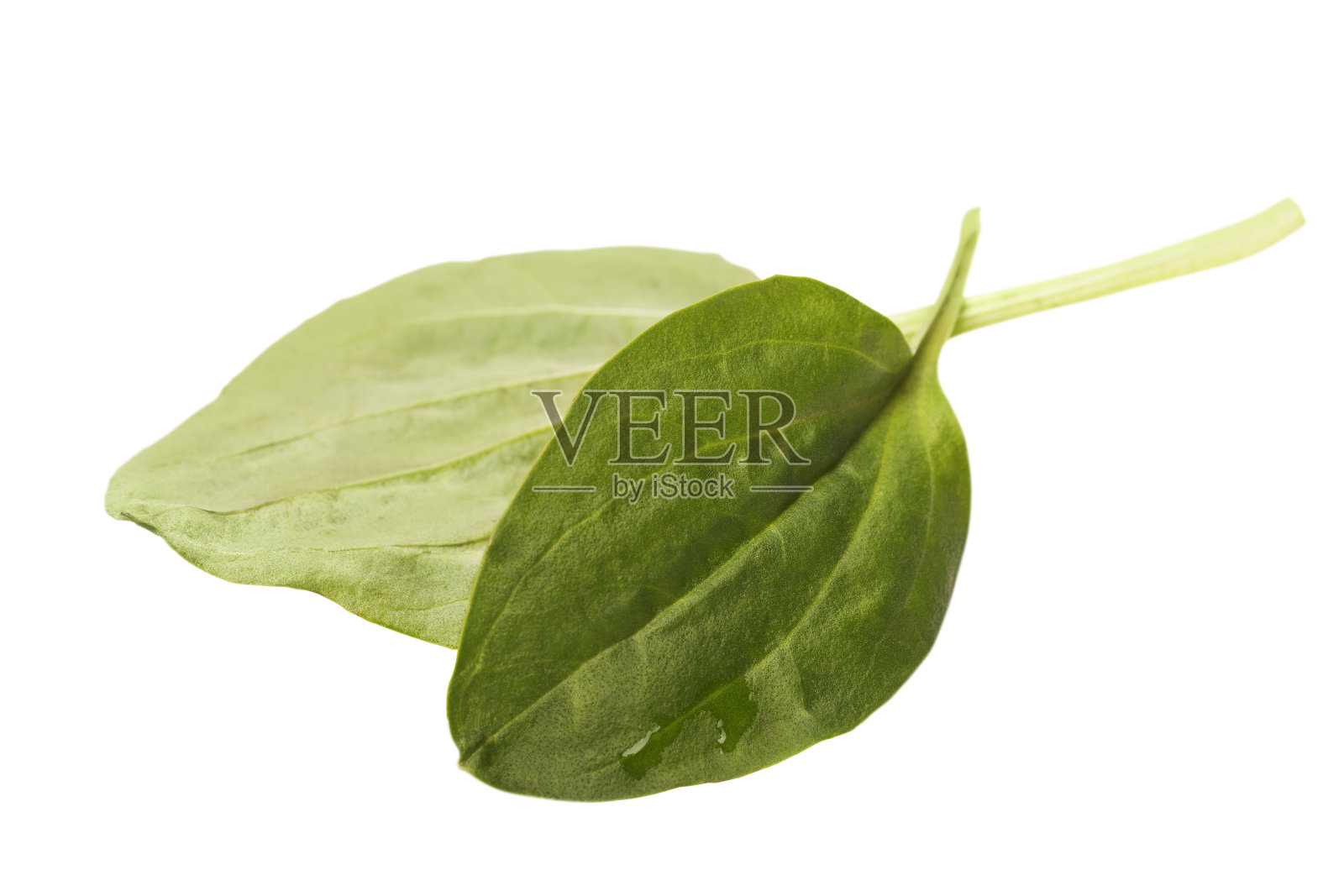 两大车前叶孤立在白色背景上照片摄影图片