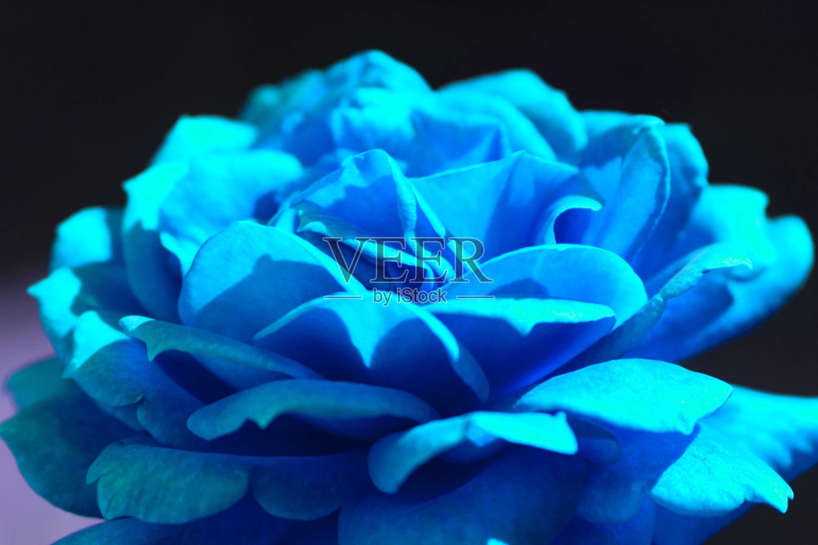 黑色背景上的蓝色玫瑰。特写镜头。照片摄影图片