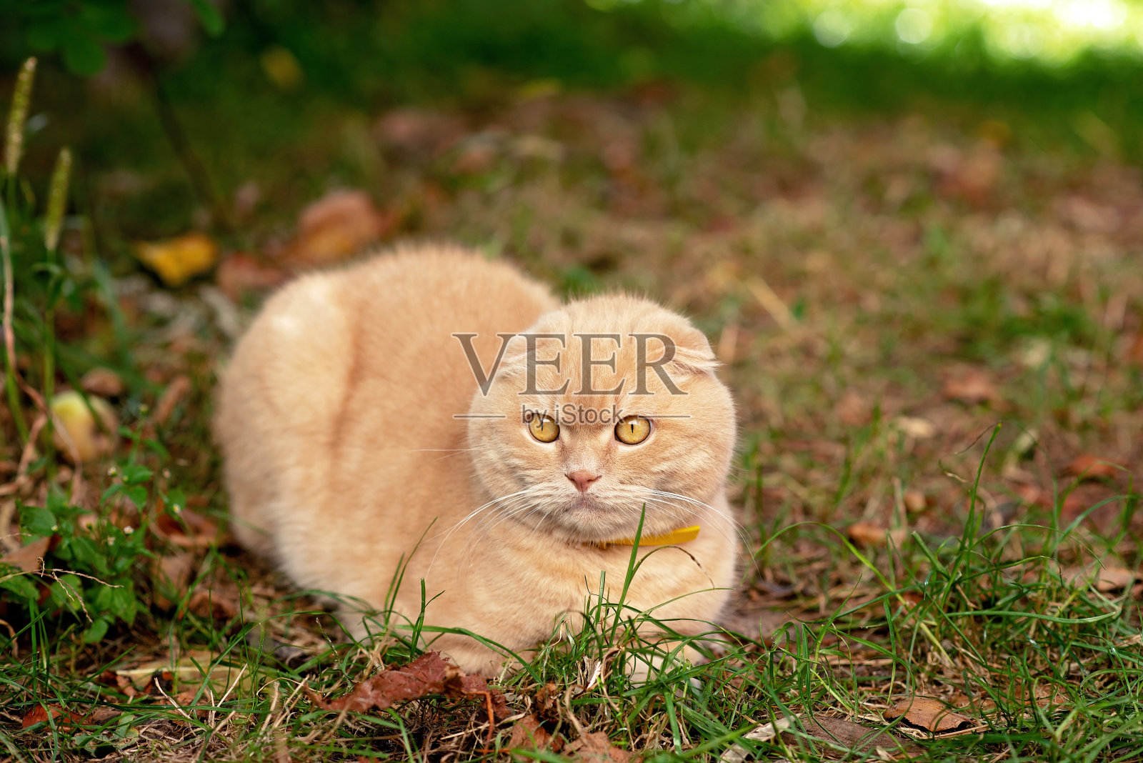 草地上有趣的黄色短毛苏格兰折猫。友好的宠物。软选择聚焦。照片摄影图片