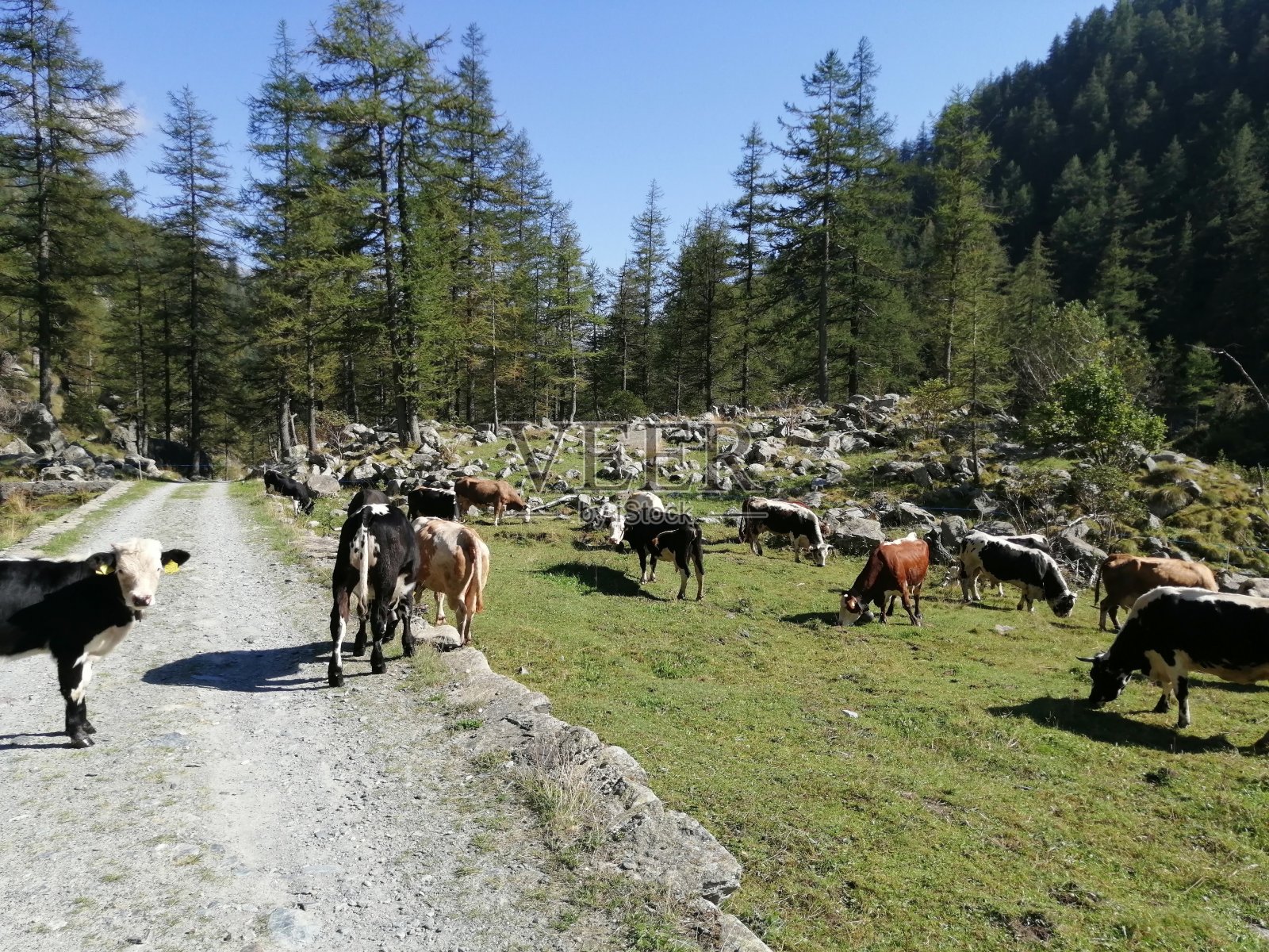 放牧的牛照片摄影图片