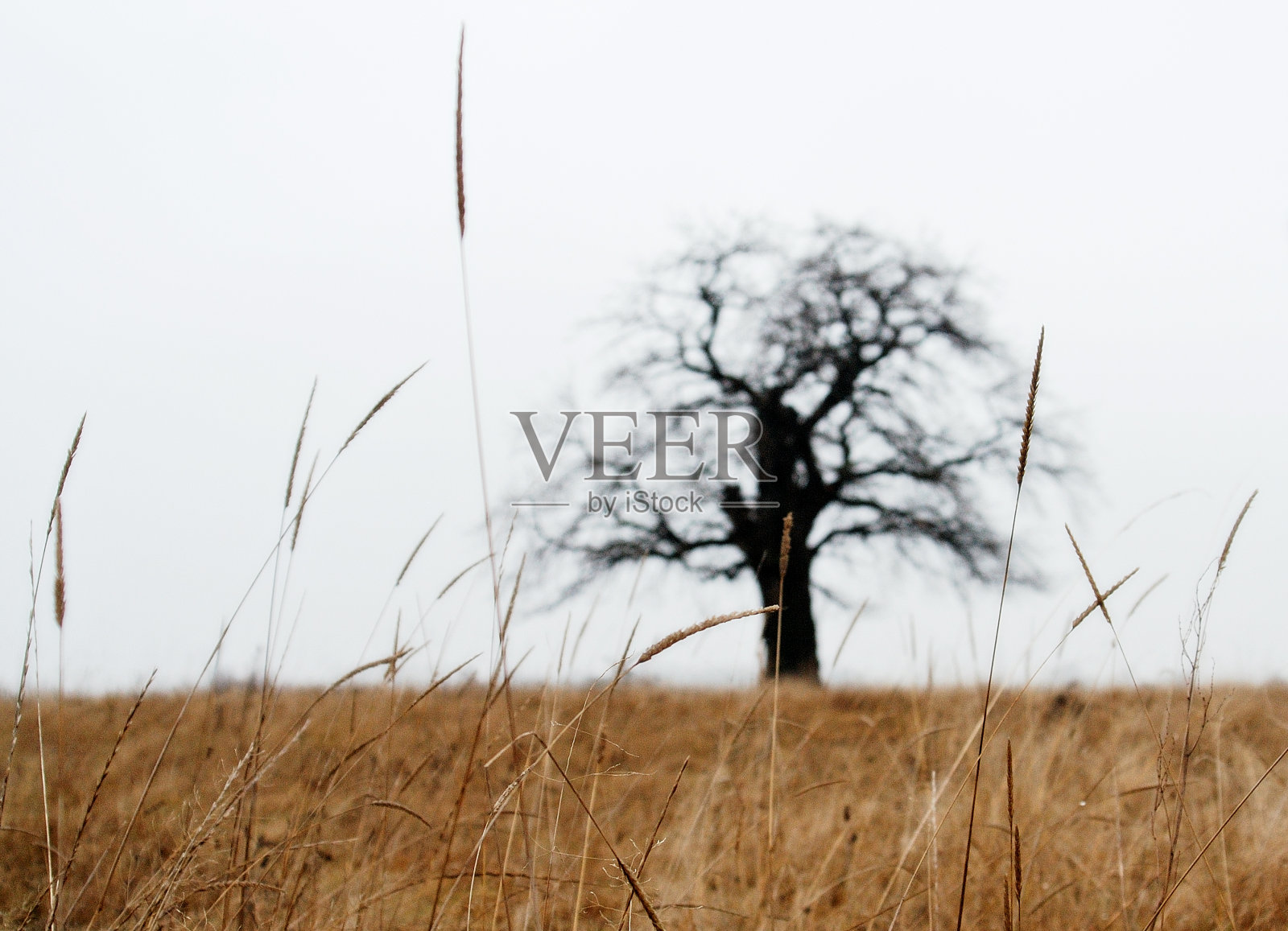 阴天里美丽的独立的树。照片摄影图片