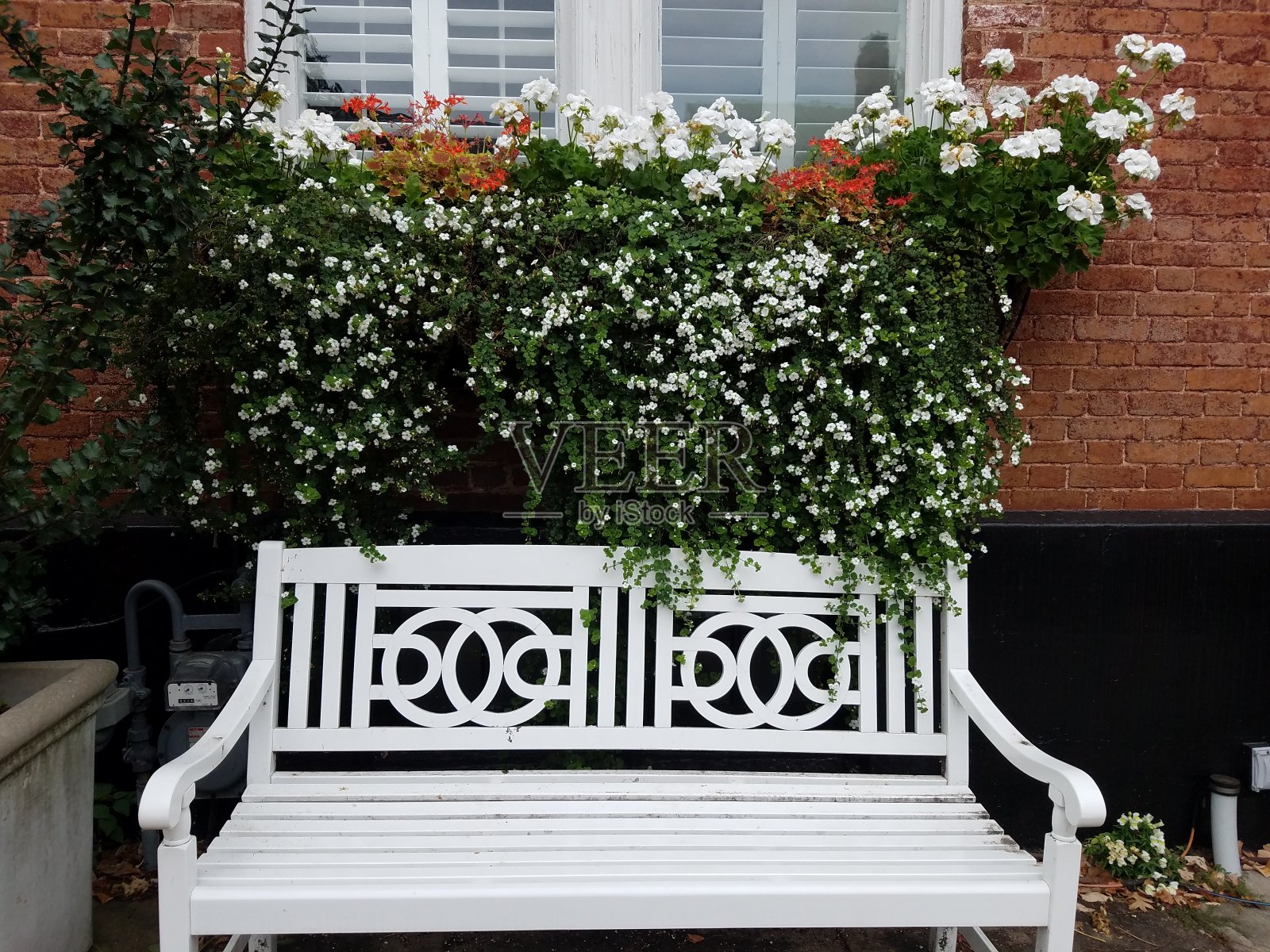 白色长凳，砖房和白色花朵照片摄影图片